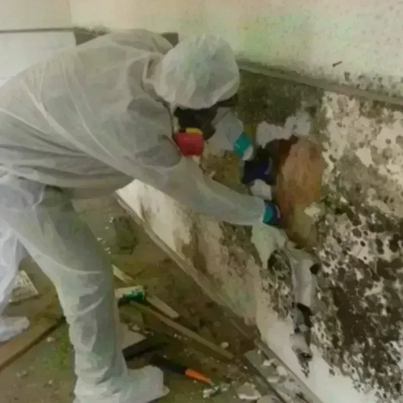 Mold Remediation and Removal in Van Buren, AR